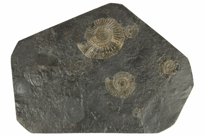 Dactylioceras Ammonite Cluster - Posidonia Shale, Germany #180381